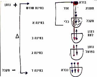 איור ב'